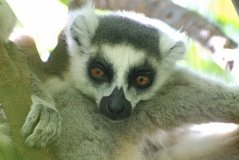madagaskar3276
