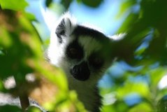 madagaskar3277