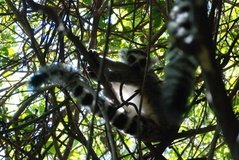 madagaskar3278