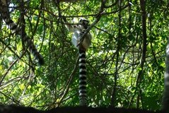 madagaskar3279