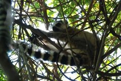 madagaskar3280