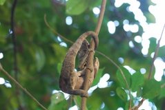 madagaskar3283
