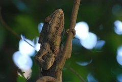 madagaskar3284