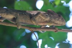 madagaskar3286
