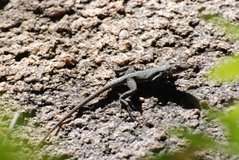 madagaskar3288