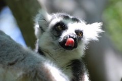madagaskar3289
