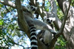 madagaskar3290