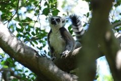 madagaskar3291