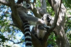 madagaskar3292