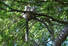 madagaskar3294