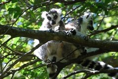 madagaskar3295