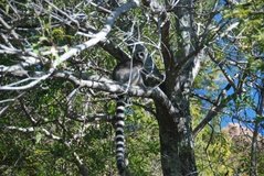 madagaskar3421