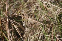 madagaskar3427