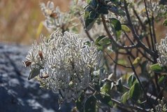 madagaskar3436