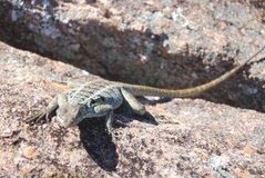 madagaskar3443