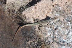 madagaskar3451