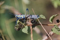madagaskar3469
