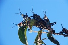 madagaskar3471