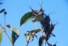 madagaskar3473