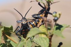 madagaskar3474