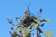 madagaskar3475