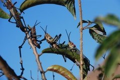 madagaskar3476
