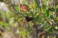 madagaskar3902