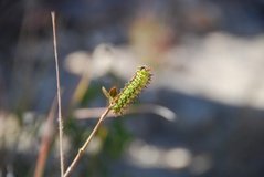madagaskar3903