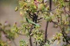 madagaskar3905