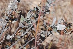 madagaskar3913