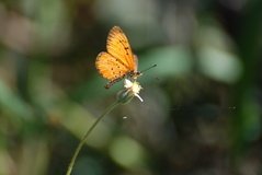 madagaskar3919