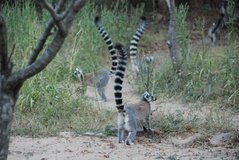 madagaskar3929