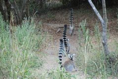 madagaskar3930