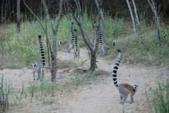 madagaskar3933