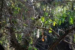 madagaskar3937