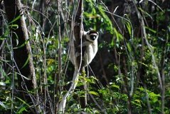 madagaskar3940
