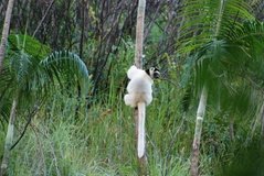 madagaskar3942