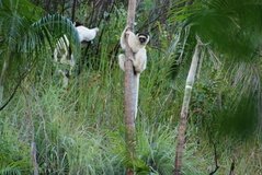 madagaskar3943