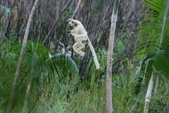 madagaskar3944