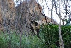 madagaskar3945