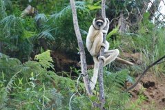 madagaskar3946
