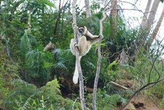 madagaskar3948
