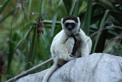 madagaskar3954