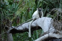 madagaskar3955