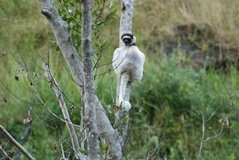 madagaskar3956