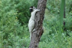 madagaskar3957