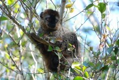 madagaskar3959
