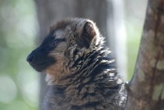 madagaskar3970