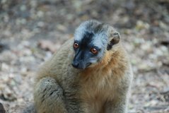 madagaskar3974