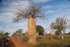 madagaskar4007